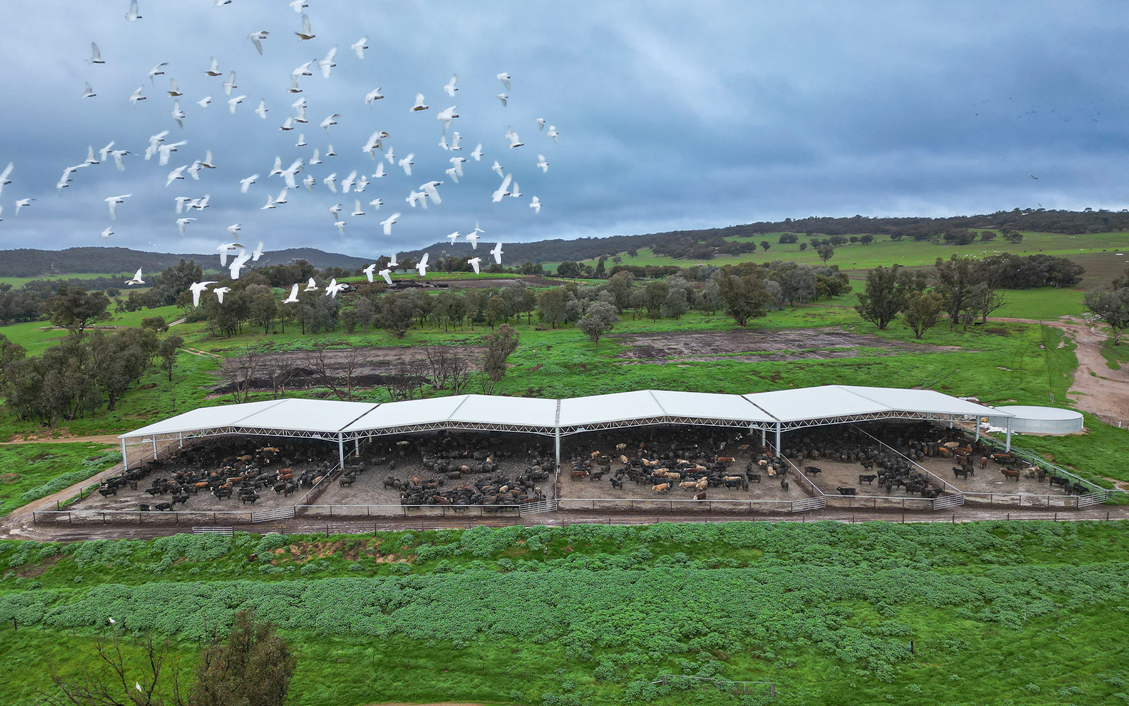 Long Gully Livestock feedlot